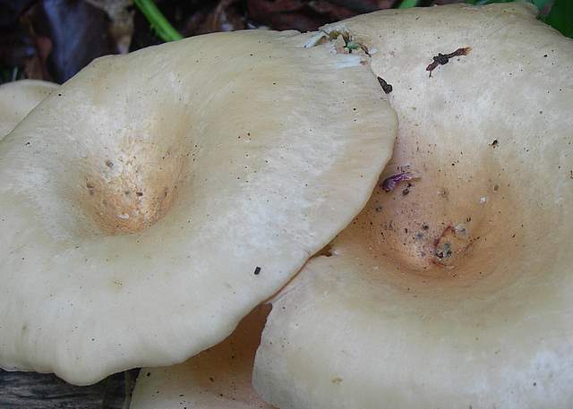 Funghi trasformisti , necrofili e sterili